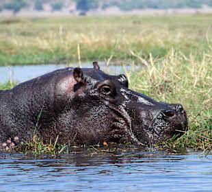 Hippos