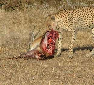 Gepard beim Fressen