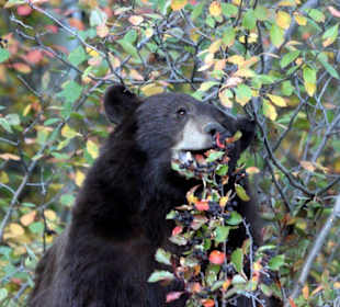 Beeren fressender Schwarzbär