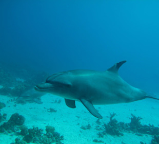 Delfin gesehen mit den Dolphin Dancers