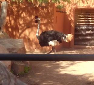 ZOO José Cruz Conde