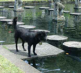 Wachhund von Tirta Ganga
