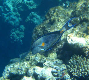 Fisch