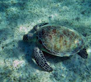 Schildkröte - fast täglich zu sehen