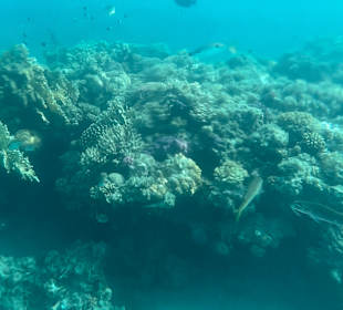 Tauchen Samaya Hausriff Marsa Alam