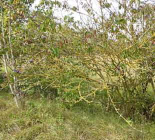  Mallertshofener Heide