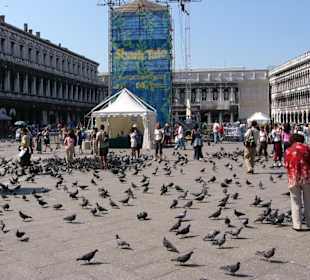 Tauben auf dem Markusplatz