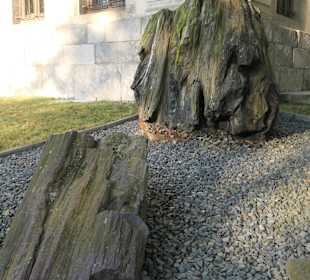 Versteinerte Baumstämme, Kunsthistorisches Museum