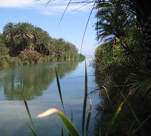 Palmenwald und Fluss