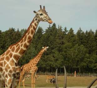 Durchfahrt Serengetipark