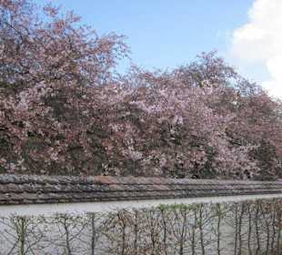 Kirschblüte Schwetzingen