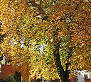 У Церькви Св. Михаэля