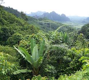 Aussicht Dschungelausflug