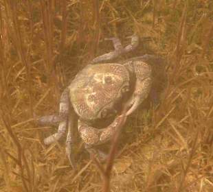 Krebs  im Kournas-Lake