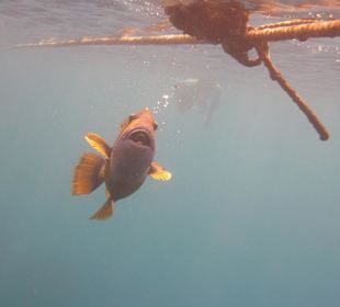 Vorsicht nicht zu Nahe kommen