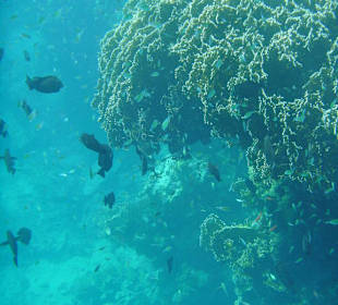 Schnorcheln am Außenriff des Hotel Pensee Azur Resort