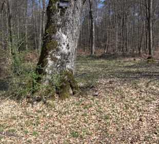 Geologischer Lehrpfad Kirnbachtal