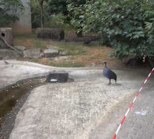 Vogelfreifluggelände