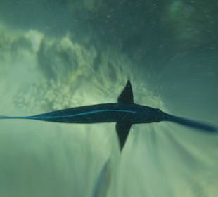 Смешная рыба