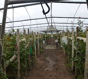 In den Gewächshäusern
