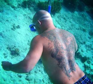 Glatzköpfiger Tattoowierfisch