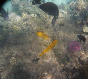 Schnorcheln biem Beach Albatros