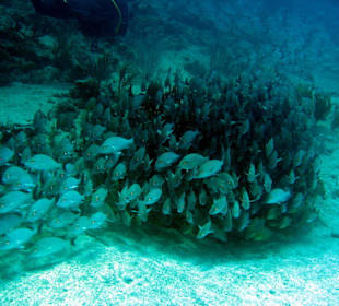 Fischschwarm auf Cozumel