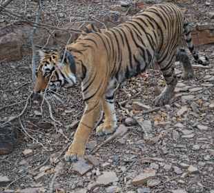 Wildes schönes Tier.
