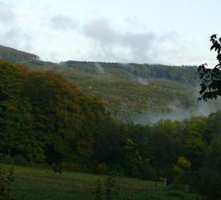 Pferde auf der Weide