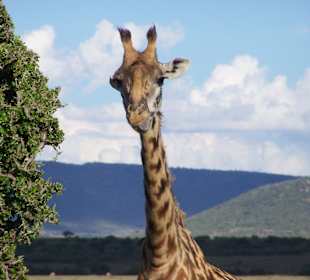 Auf Safari in der Masai Mara