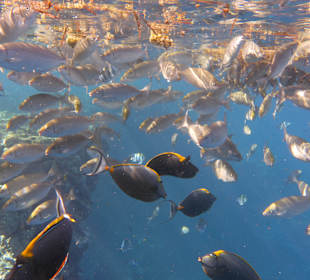 Schnorcheln Marsa Alam