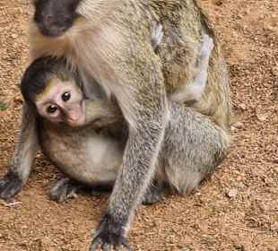 Tsavo Ost und West Safari