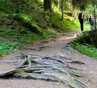 Leichter Wanderweg vor dem Aufstieg