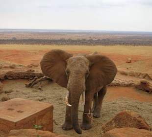 Elefant