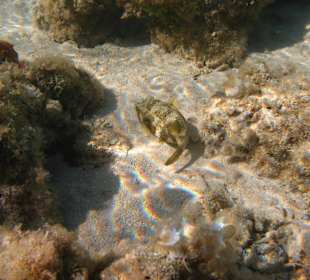 Am Strand ( Schnorcheln )