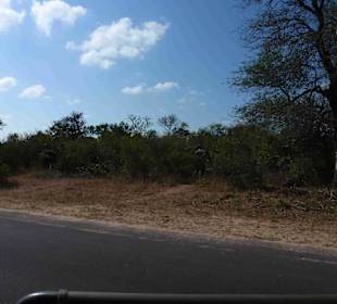 Krüger Nationalpark