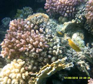 Schnorcheln Marsa Alam