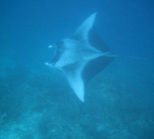 Ein wunderschönes Tier