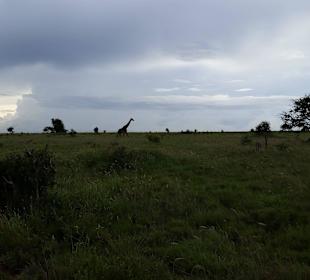 Sarova Salt Lick Game Lodge