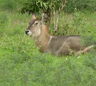 Woran denkt der denn?