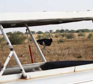 Strauss auf Frauensuche