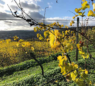 Wandern Bad Dürkheim