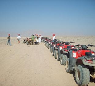 Quad- Safari