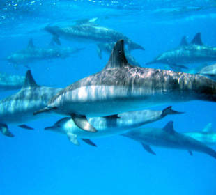 Dolphinhouse