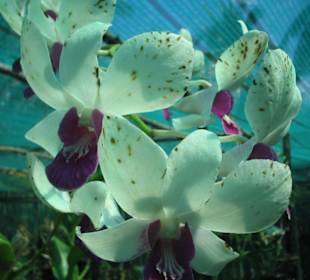 Orchideenfarm auf Koh Lanta!