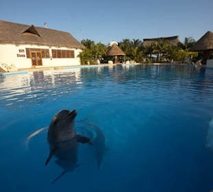 Swim with dolphins in Cancun