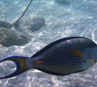 Schnorcheln Marsa Alam