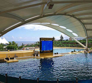 Orca - Show in Loro Parque