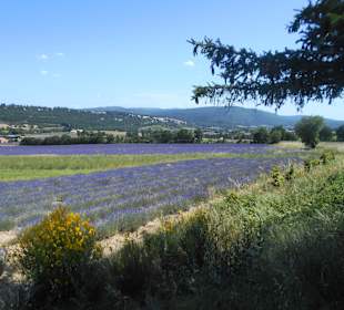 Lavender Trail