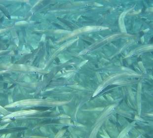 Viele Fische am Hausriff Hotel Iberotel Coraya Beach